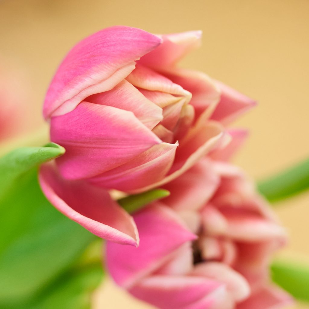 petalas-de-tulipa-rosa
