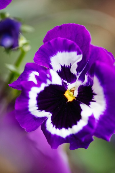 flor-amor-perfeito-cor-violeta