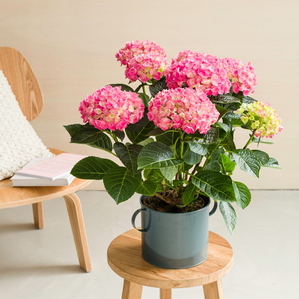 hortensia-rosa-sobre-a-mesa