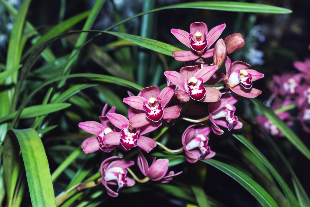 orquidea-cymbidium-rosa