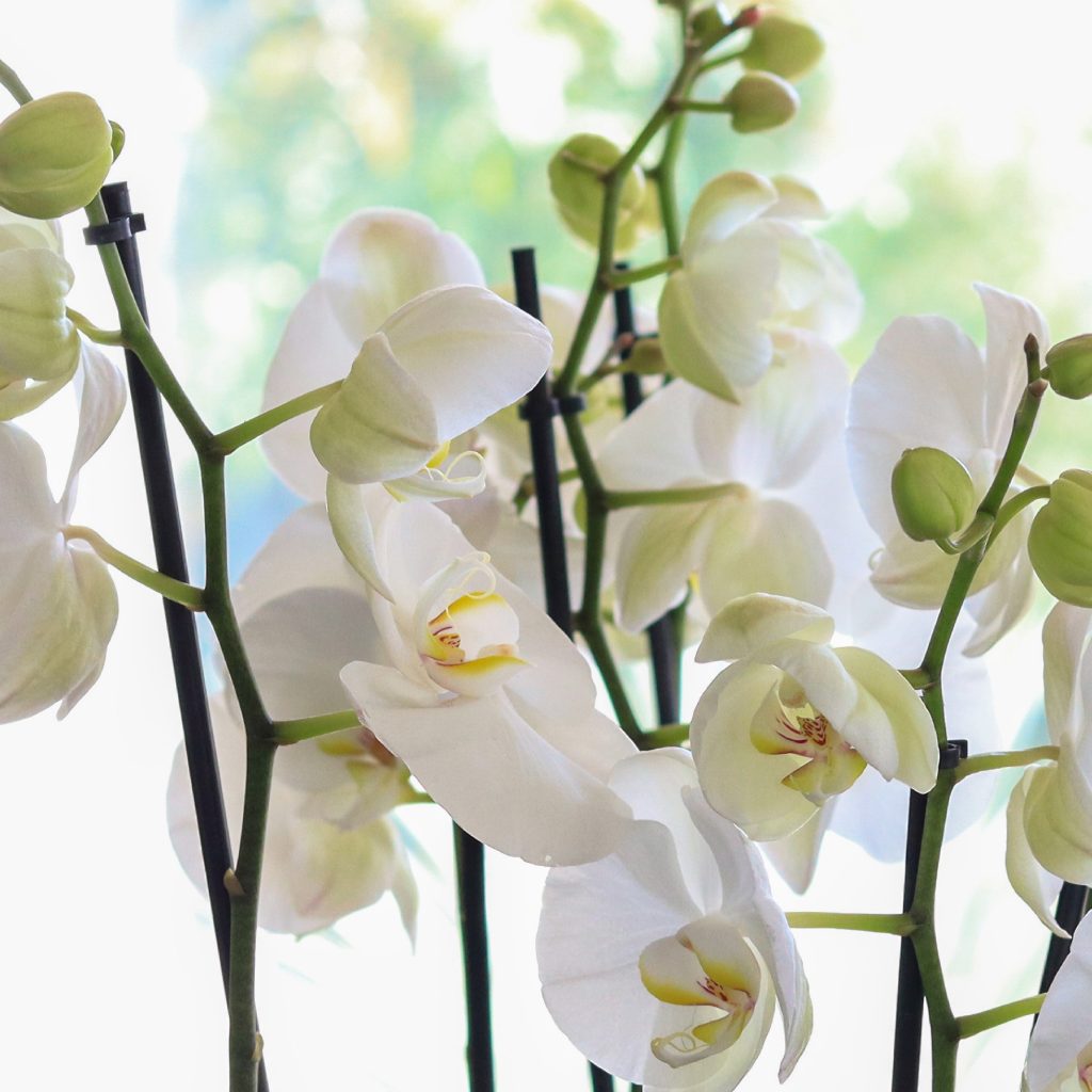 flores-orquidea-branca