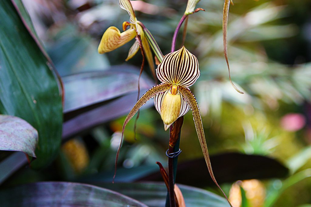 orquidea-rara-rothschildianum