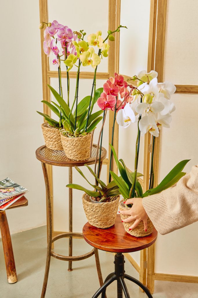 orquideas-coloridas-em-interior