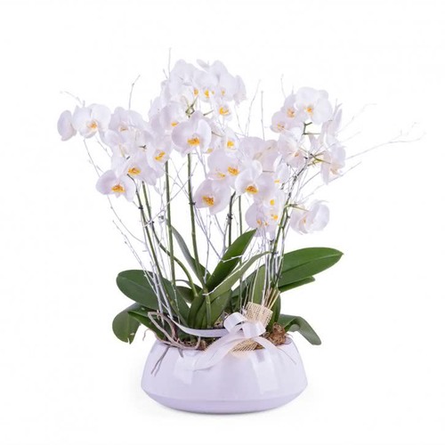orquídeas-brancas