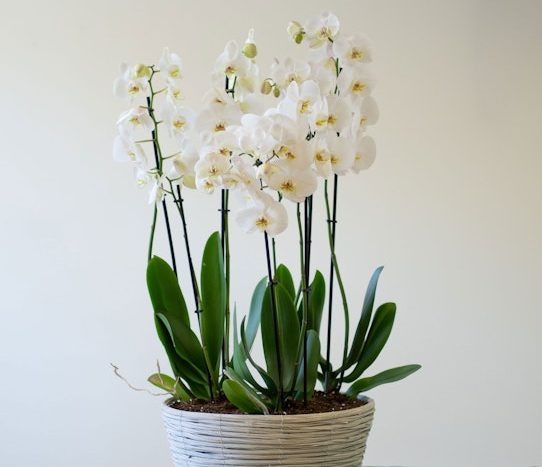phalaenopsis brancas