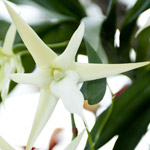 orquidea-angraecum
