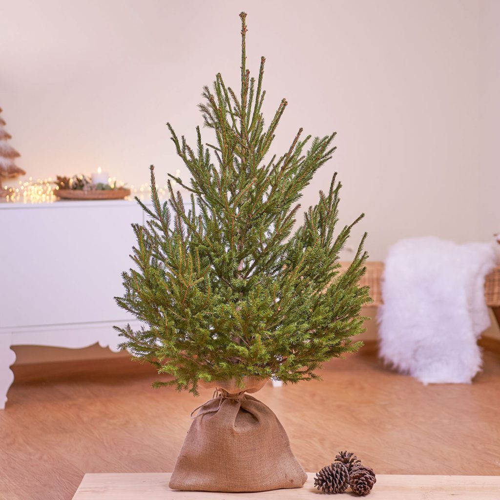 Árvore de Natal natural: dicas e cuidados para o pinheiro