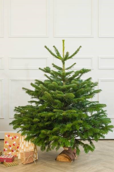 6 dicas para decorar uma árvore de Natal