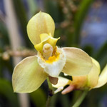 orquidea-bifrenaria