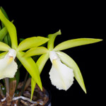 orquidea-brassavola