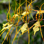 orquidea-brassia