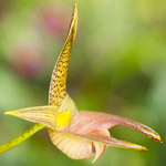 orquidea-bulbophyllum