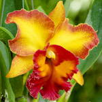 orquidea-cattleya