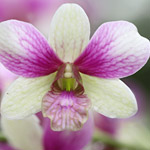 orquidea-dendrobium