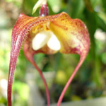 orquidea-dracula