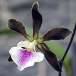 orquidea-encyclia