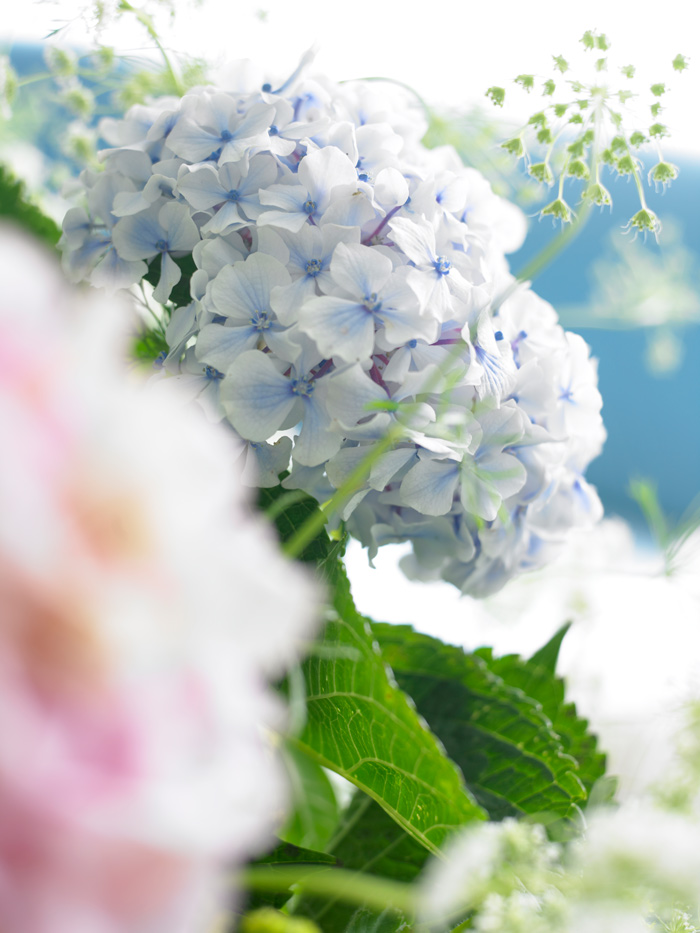 flor-de-hortensia-azul