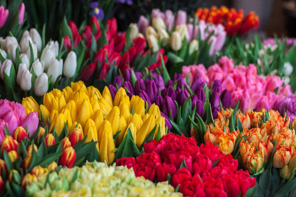 tulipas-multicoloridas