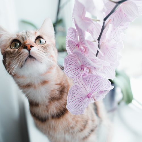 Gato e orquídea