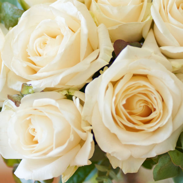 Rosa branca - Linguagem das flores