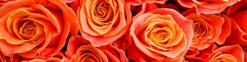 Oferecer rosas cor-de-laranja
