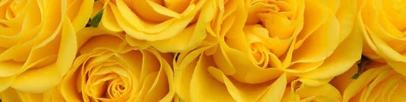Rosas amarelas