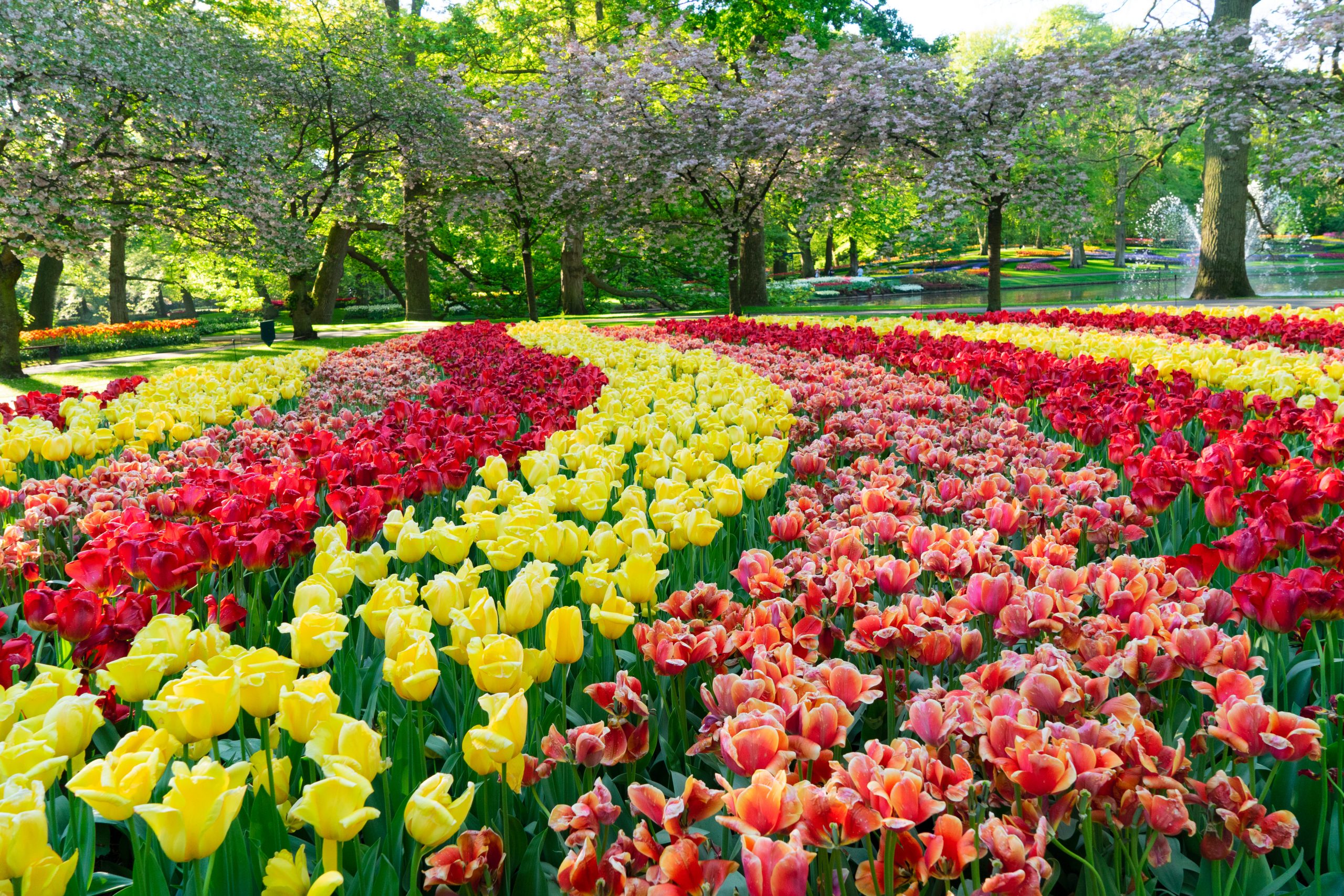 jardim-de-tulipas-coloridas