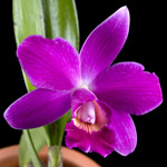 orquidea-laelia