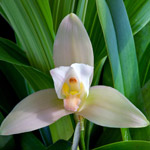 orquidea-lycaste