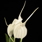 orquidea-masdevallia