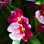 orquidea-miltonia