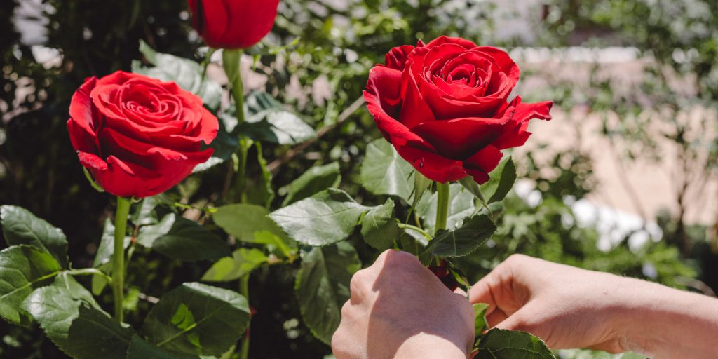 Rosas vermelhas de luto. Como cuidar de flores numa sepultura?
