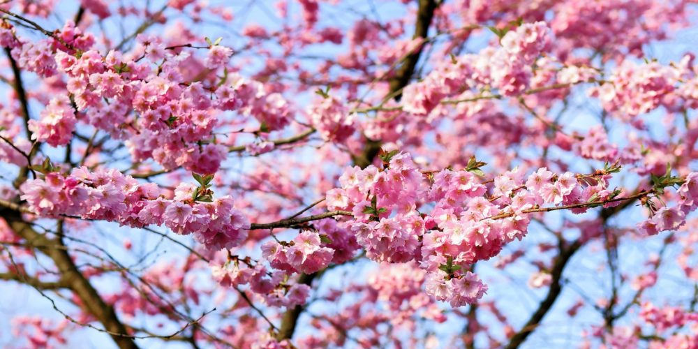 Hanami - Japão. Festivais de flores em todo o mundo.