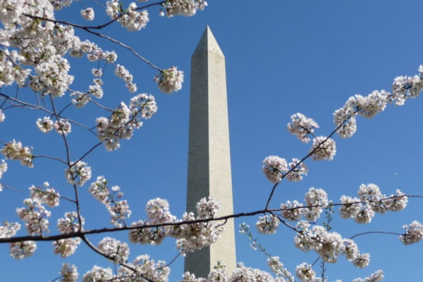 Cherry Blossom Festival - Washington DC. Festivais de flores em todo o mundo.
