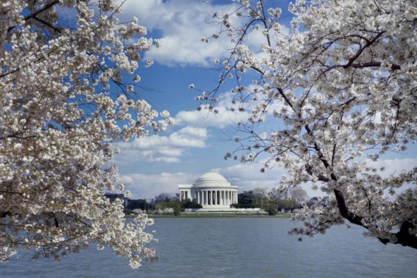 Cherry Blossom Festival - Washington DC