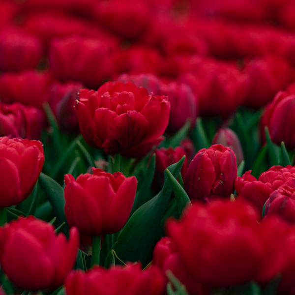 Tulipa vermelha - Linguagem das flores