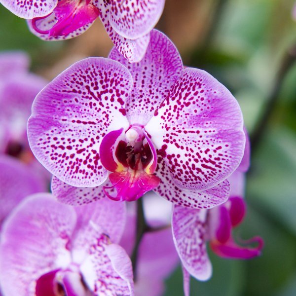 Orquídeas - As melhores flores para oferecer no Dia dos Namorados