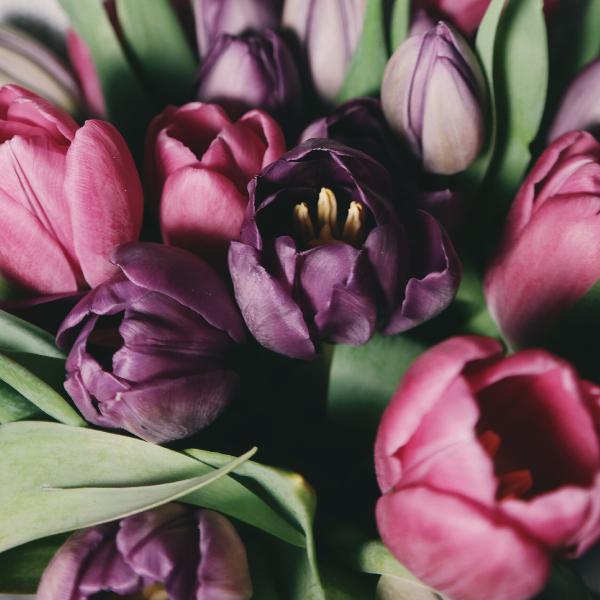 tulipas-roxas
