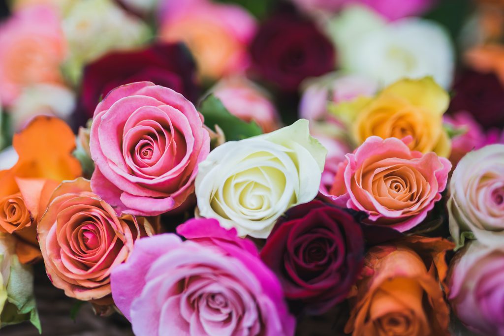 Oferecer rosas: cor, número e significado