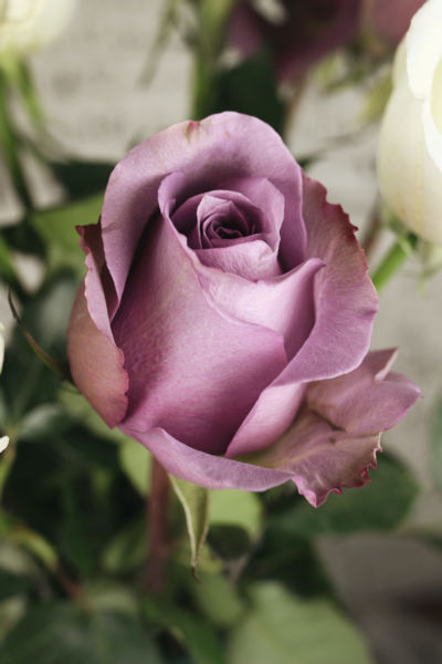 Rosas lilás. Que cor de rosas de enterro escolher?