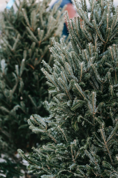 Tradições da Árvore de Natal