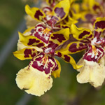 orquidea-odonto
