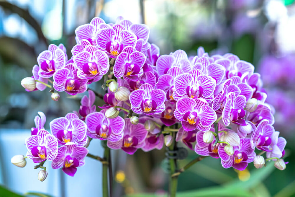 orquidea-borboleta-rosa