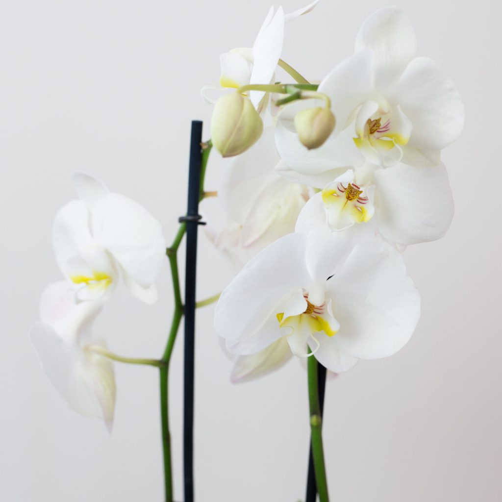orquidea-phalaenopsis-branca