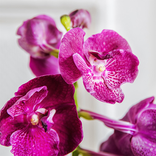 orquidea-vanda-rosa