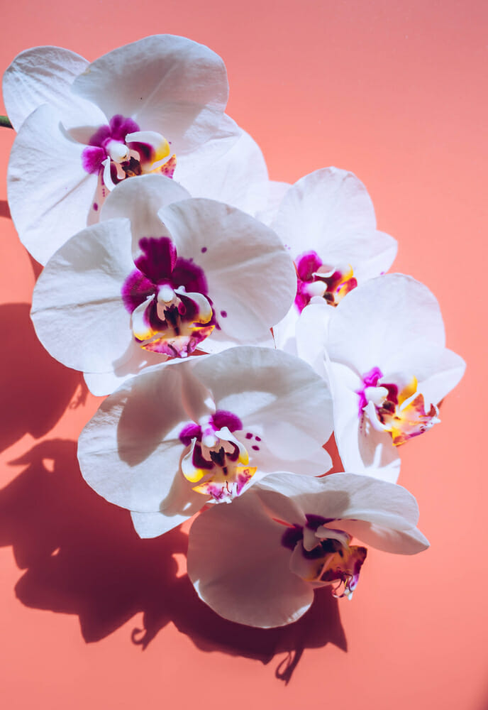 orquideas-phalaenopsis-1