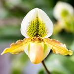 orquidea-paphiopedilum