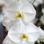 orquidea-phalaenopsis