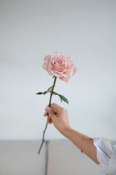 Saiba o significado das cores das rosas na hora de oferecer flores