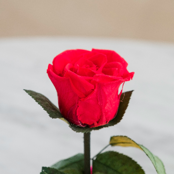 O que é uma rosa eterna ou preservada